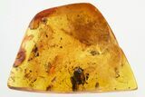 Fungus Gnat, Ant, Fly, Spider Exuvia, Mites, and Springtails in Amber #325464-1